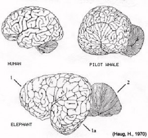 Elephant Art: Elephant brain compared to size of Human Brain