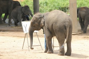 Elephant Artist See Noon